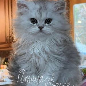 Meet your Posher, Wendy